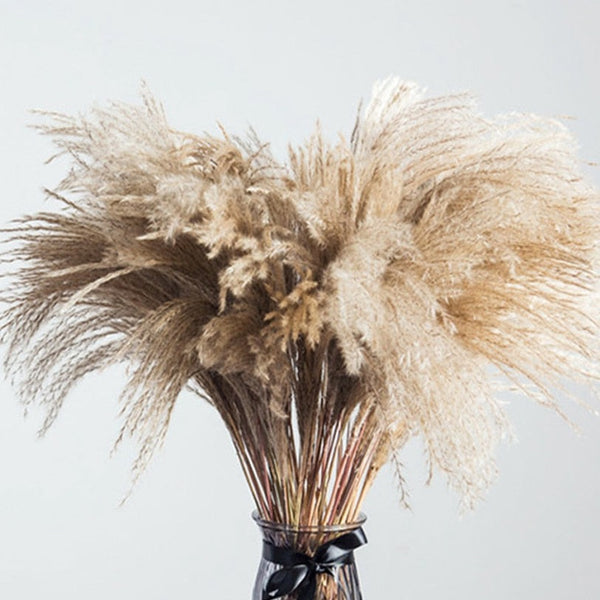 צמחים יבשים