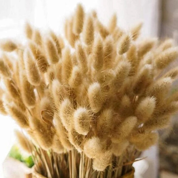 צמחים יבשים