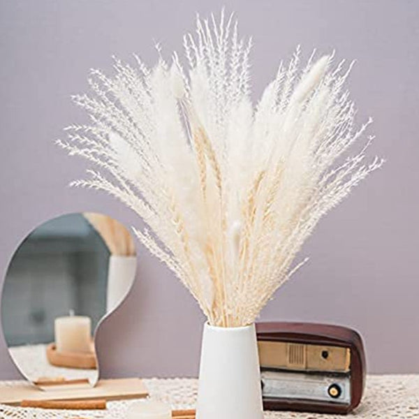 צמחים יבשים