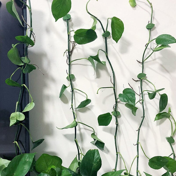 תופסן עלים - 10 יחידות